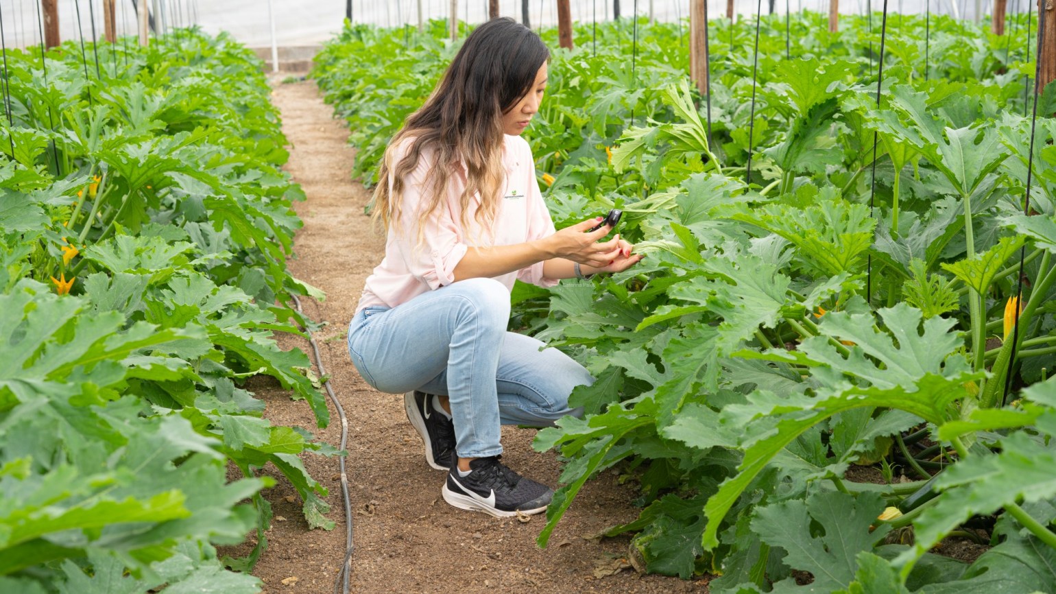 Plagasonline Ventas -Plagasonline Ventas Caterina