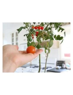 Kit Interior Tomate Cherry ECO 14 Kit Interior Tomate Cherry ECO -Plagasonline Ventas kit interior tomate cherry eco 4