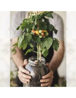 Kit Interior Tomate Cherry ECO 18 Kit Interior Tomate Cherry ECO -Plagasonline Ventas kit interior tomate cherry eco 8