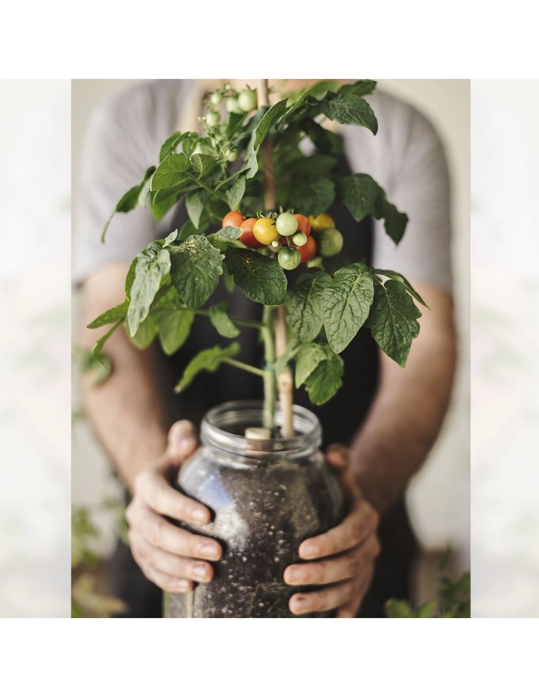 Kit Interior Tomate Cherry ECO 9 Kit Interior Tomate Cherry ECO - Imagen 9