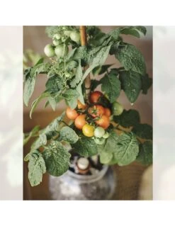 Kit Interior Tomate Cherry ECO 19 Kit Interior Tomate Cherry ECO -Plagasonline Ventas kit interior tomate cherry eco 9