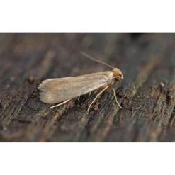 PACK TRATAMIENTO ANTI POLILLAS ROPA RECOMENDADO 5 PACK TRATAMIENTO ANTI POLILLAS ROPA RECOMENDADO -Plagasonline Ventas pack tratamiento anti polillas recomendado 2