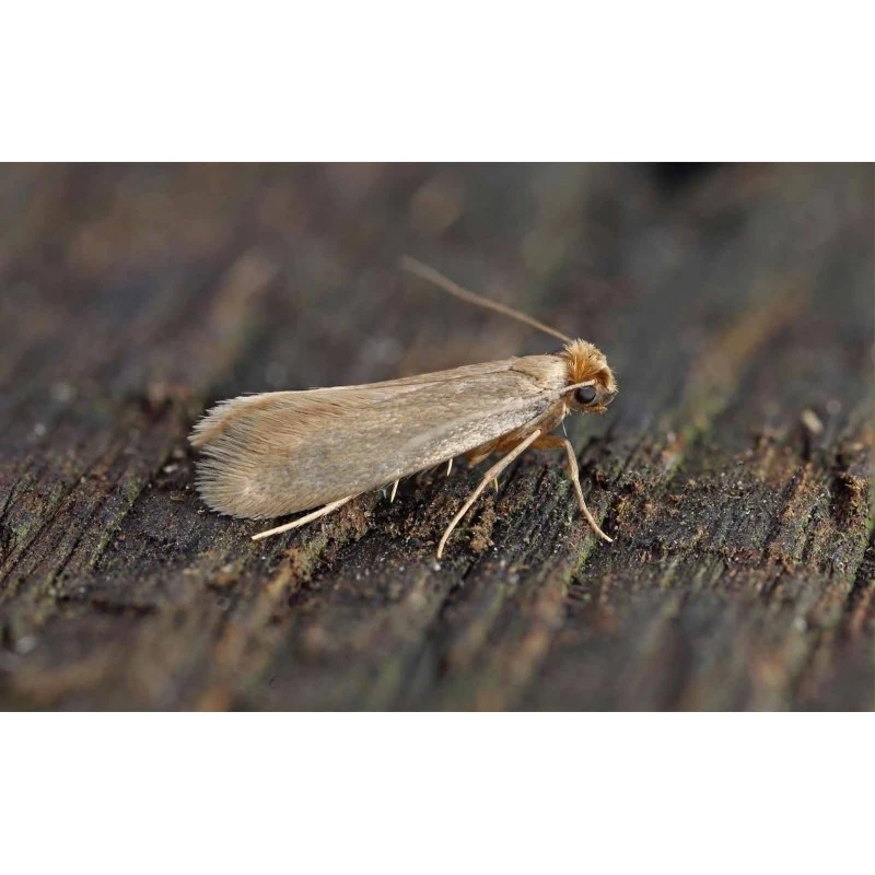 PACK TRATAMIENTO ANTI POLILLAS ROPA RECOMENDADO 3 PACK TRATAMIENTO ANTI POLILLAS ROPA RECOMENDADO - Imagen 3