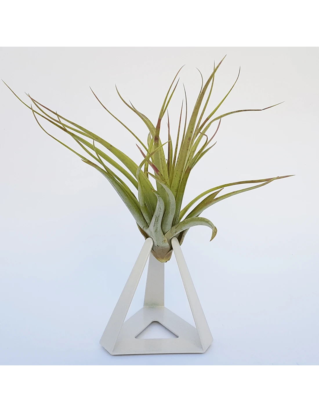 TILLANDSIAS PLANTA AÉREA 2 TILLANDSIAS PLANTA AÉREA - Imagen 2