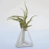 TILLANDSIAS PLANTA AÉREA