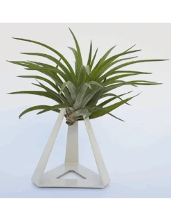 TILLANDSIAS PLANTA AÉREA 5 TILLANDSIAS PLANTA AÉREA -Plagasonline Ventas tillandsias planta aerea 2