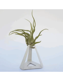 TILLANDSIAS PLANTA AÉREA