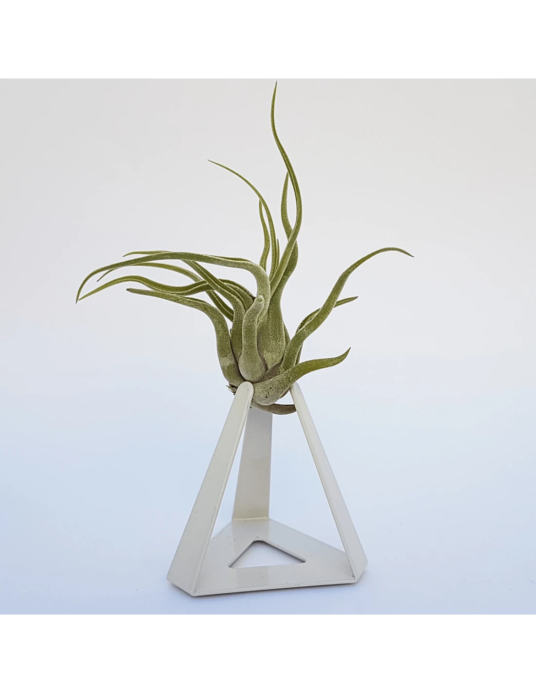 TILLANDSIAS PLANTA AÉREA 1 TILLANDSIAS PLANTA AÉREA
