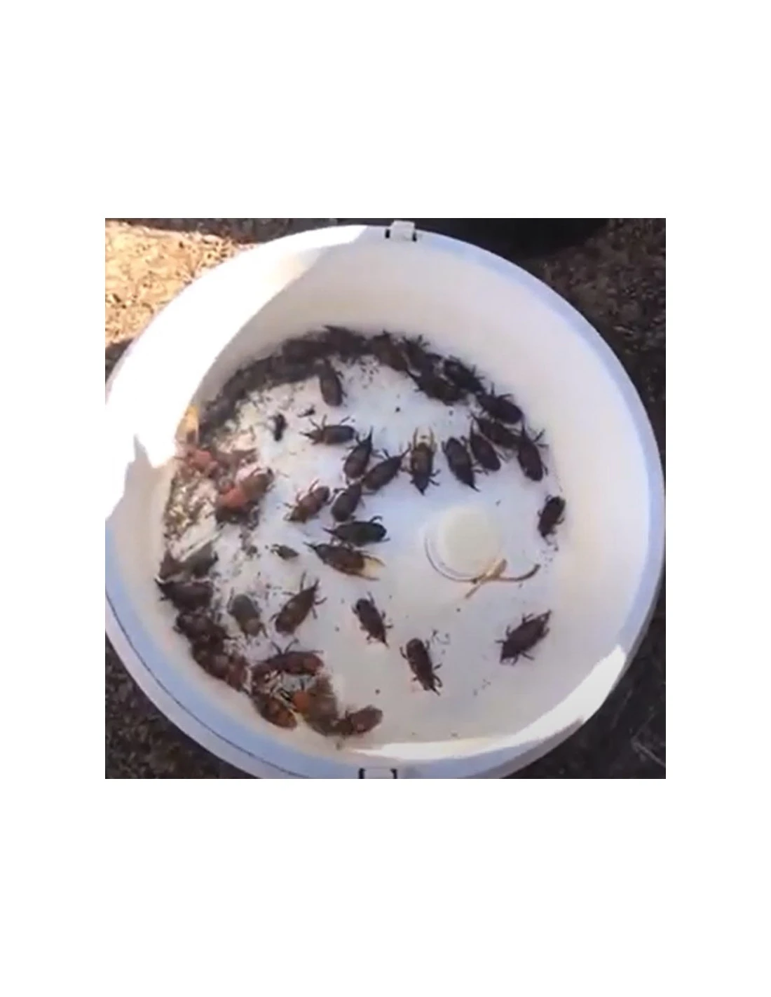 Trampa Picudo Rojo 4 Trampa Picudo Rojo - Imagen 4