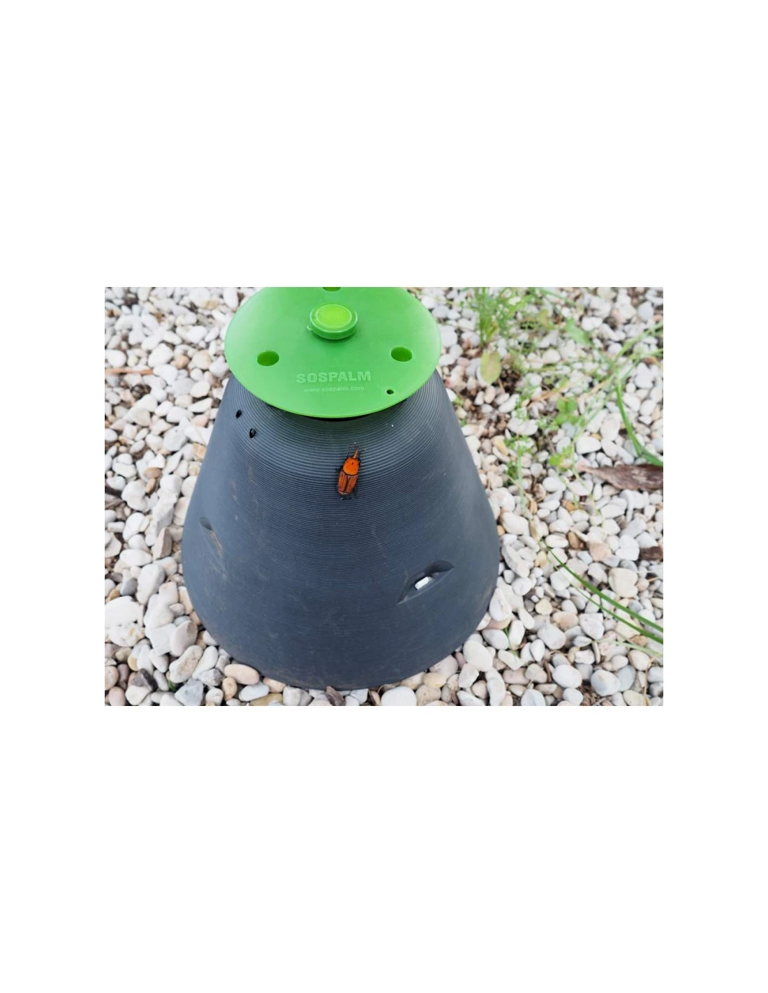 Trampa Picudo Rojo 1 Trampa Picudo Rojo